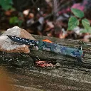 Marksman (4).webp
